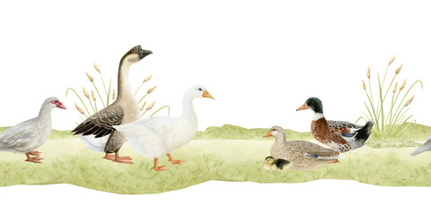 Watercolor ducks and geese grazing on grass horizontal seamless border. Poultry yard waterfowl birds in hand drawn realistic style. Easter farm background in brown, grey and green for village designs