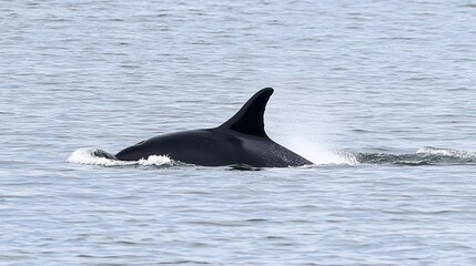Fototapeta premium Orca moving swiftly through calm ocean waters.