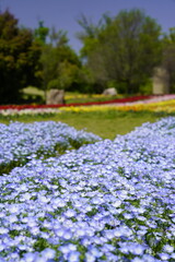 ネモフィラ畑と青空のある風景