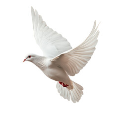 Fototapeta premium Flying white dove with open wings on transparent background