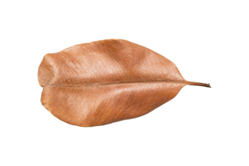 dry leaf isolated on transparent png background, brown dried leaf in autumn season