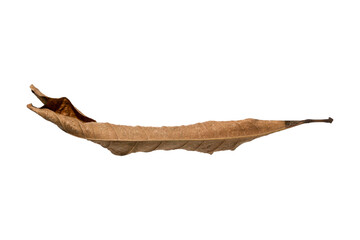 dry leaf isolated on transparent png background, brown dried leaf in autumn season
