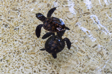 Turtle exploration marine habitat wildlife underwater scene aerial view conservation insights