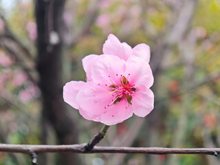 Fototapeta premium Delicate Pink Peach Blossom
