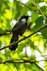 Spectacled Bulbul perched on a branch