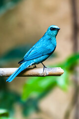 Verditer Flycatcher Perched on Bamboo