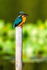 Common Kingfisher Perched on a Post