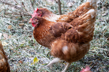 Chickens roaming freely in a lush farmyard nature outdoor view vibrant scene