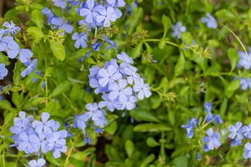 Blooming blue flowers in nature close-up garden setting vibrant colors