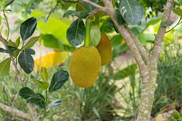 Harvesting jackfruit in nature's bounty tropical environment close-up view plant growth