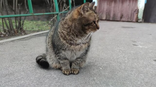 Big Cute street stray cat eats animal without owner brown fat kitty Feeding street animals ownerless kitten outdoors veterinary clinic pet care concept hungry pet angry street cats fight for food