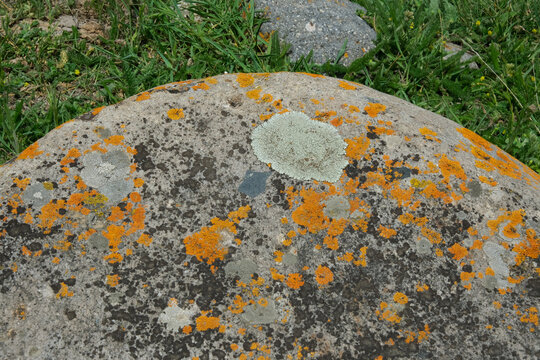 Xanthoria calcicola or Xanthoria parietina growing on the rock. Species of saxicolous and corticolous, crustose lichen in the family Teloschistaceae. Lichen with grey and yellow-orange pigmentation