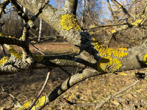 Orange lichen Xanthoria parietina or sunburst lichen on branches of apple tree. Xanthoria is a lichenized fungi with characteristic squamulose morphology with distinctive "fairy cups"
