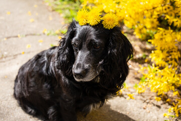 Cocker spaniel among spring flowers, black dog among yellow flowers with a bunch of dandelions on...