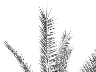 Tropical Palm Leaf Shadow Overlay Natural Palm Leaf Shadow Effect. Realistic Foliage Shade Tropical Light Overlay for Decoration