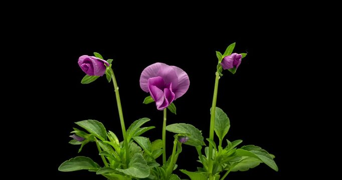 Time lapse of opening purple Pansy flower, Viola tricolor isolated on black background