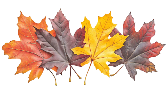 Colorful Autumn Leaves Illustration Isolated on Transparent Background