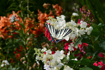 Schmetterling 1361 © K.-U. Häßler