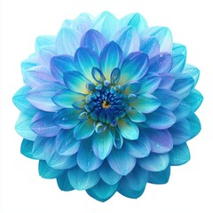 Fototapeta premium Blue dahlia flower blossom close up isolated on white background