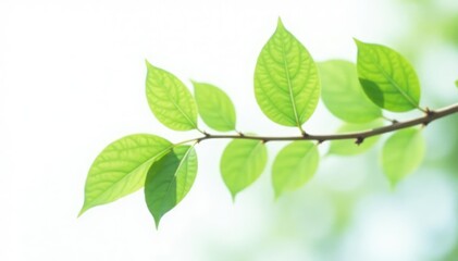 Obraz premium Single branch on white background with gentle leafy curves, nature, foliage