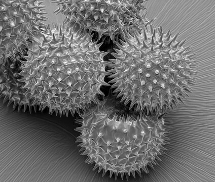 Lavatera pollen grains, SEM