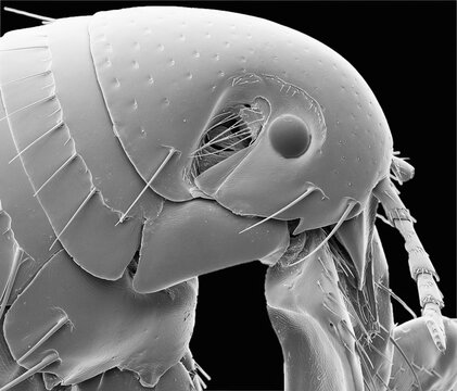 Human flea, SEM