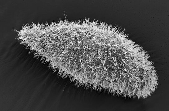 Paramecium, SEM