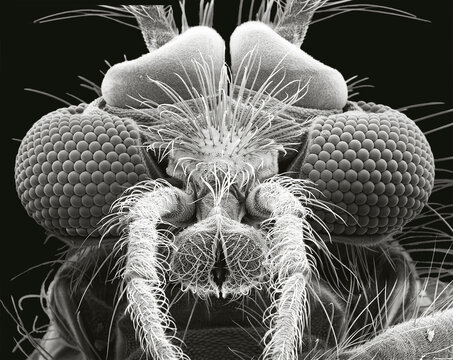 Buzzer midge, SEM