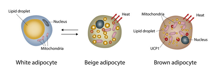 Fat cell structure comparison, illustration