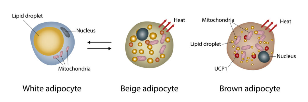 Fat cell structure comparison, illustration