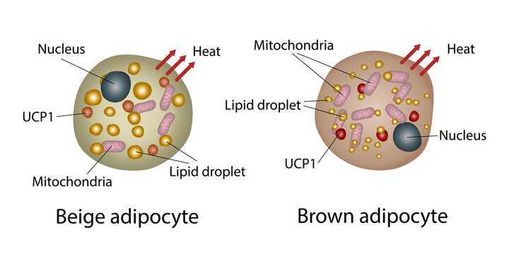 Brown and beige fat cell structure, illustration