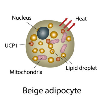 Beige fat cell structure, illustration