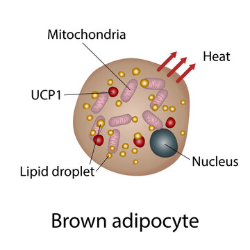 Brown fat cell structure, illustration