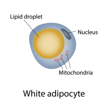 White fat cell structure, illustration
