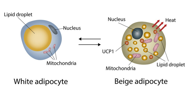 White and beige fat cell structure, illustration