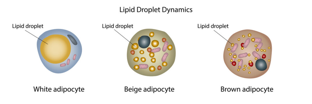 Lipid droplets in fat cells, illustration