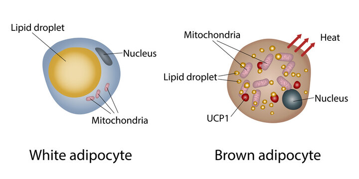 White and brown fat cell structure, illustration