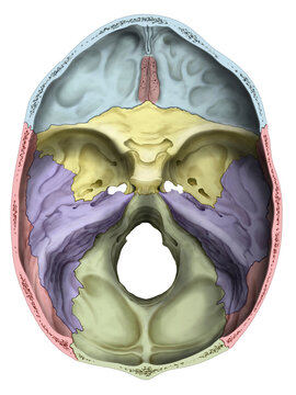 Human skull base, illustration