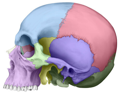 Human skull, illustration