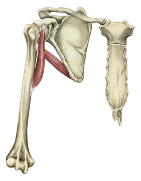 Coracoid and teres muscles, illustration