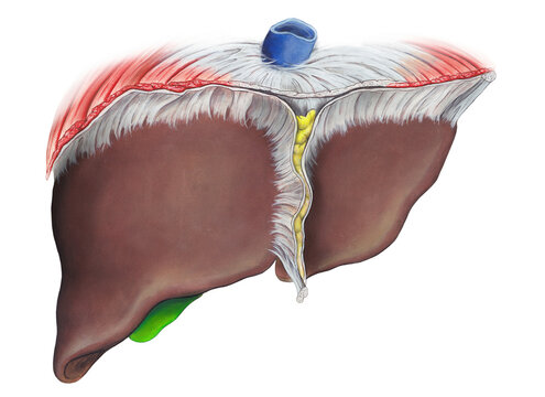 Human liver, illustration