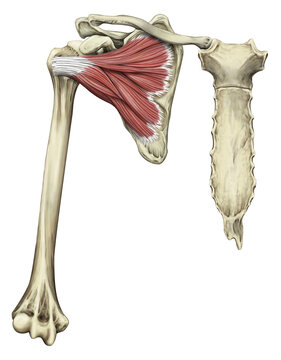Subscapularis muscle, illustration