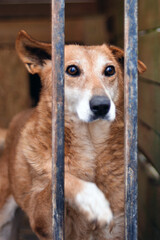 Dog in animal shelter. Homeless sad dog in a cage.