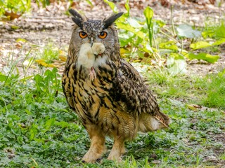 Great Horned Owl sitting on the ground with a chick in its mouth feeding, siberian eagle owl, bubo bubo sibiricus. Eating chicken sitting on the ground.