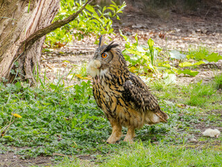 Great Horned Owl sitting on the ground with a chick in its mouth feeding, siberian eagle owl, bubo bubo sibiricus. Eating chicken sitting on the ground.