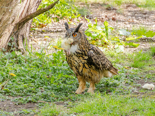 Great Horned Owl sitting on the ground with a chick in its mouth feeding, siberian eagle owl, bubo bubo sibiricus. Eating chicken sitting on the ground.