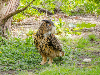 Great Horned Owl sitting on the ground with a chick in its mouth feeding, siberian eagle owl, bubo bubo sibiricus. Eating chicken sitting on the ground.