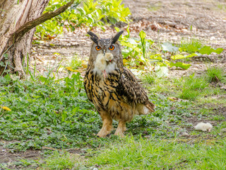 Great Horned Owl sitting on the ground with a chick in its mouth feeding, siberian eagle owl, bubo bubo sibiricus. Eating chicken sitting on the ground.