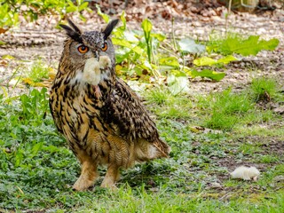 Great Horned Owl sitting on the ground with a chick in its mouth feeding, siberian eagle owl, bubo bubo sibiricus. Eating chicken sitting on the ground.