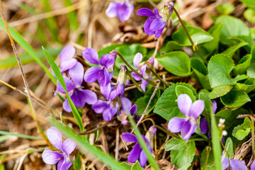 Spring flowers. Violet violets flowers bloom in the spring forest. Viola odorata